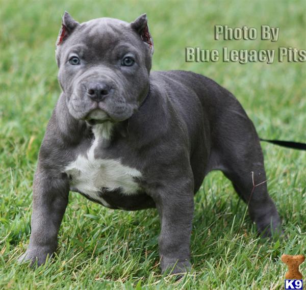 MEGASTAR....SOLD....SOLD.....WWW.BLUELEGACYPITS.COM